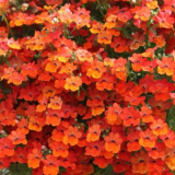 Nemesia: popis, kdy zasít, výsadba a péče, fotografie květin na záhonu